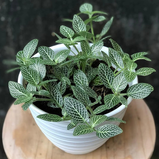 Bees Plant Hub White Fittonia - Nerve Indoor Live Plant