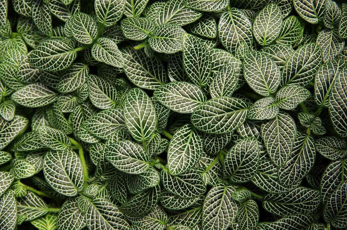 Bees Plant Hub White Fittonia - Nerve Indoor Live Plant