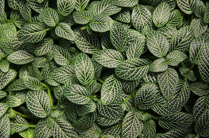 Bees Plant Hub White Fittonia - Nerve Indoor Live Plant