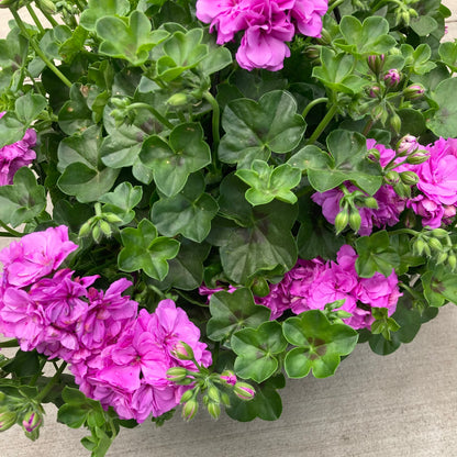 Bees Plant Hub Geranium Ivy Purple Creeper/Climber Flowering Live Plant