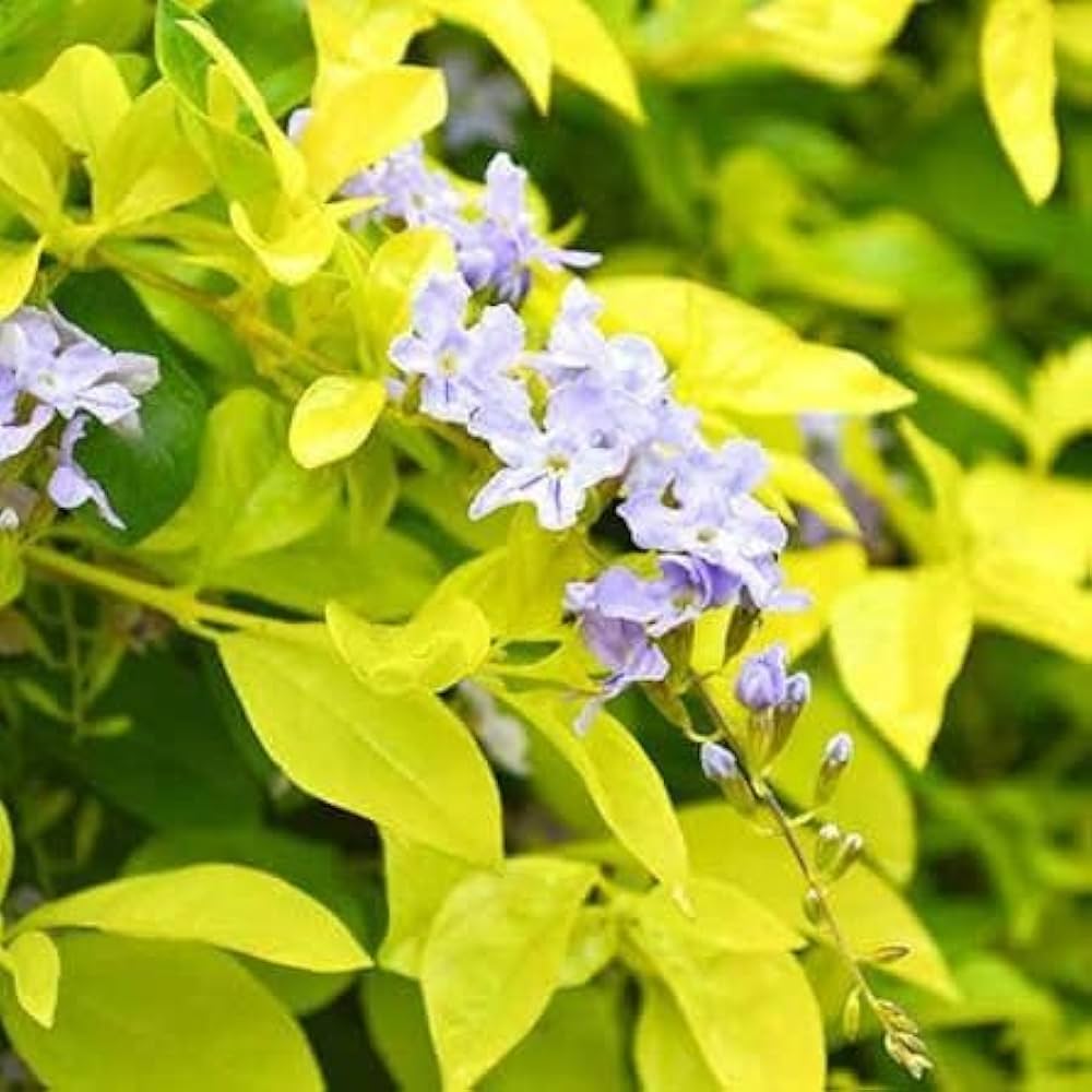 Bees Plant Hub Duranta Erecta Purple Flower with Yellow (Gold Mound) Leaves Ornamental Live Plant