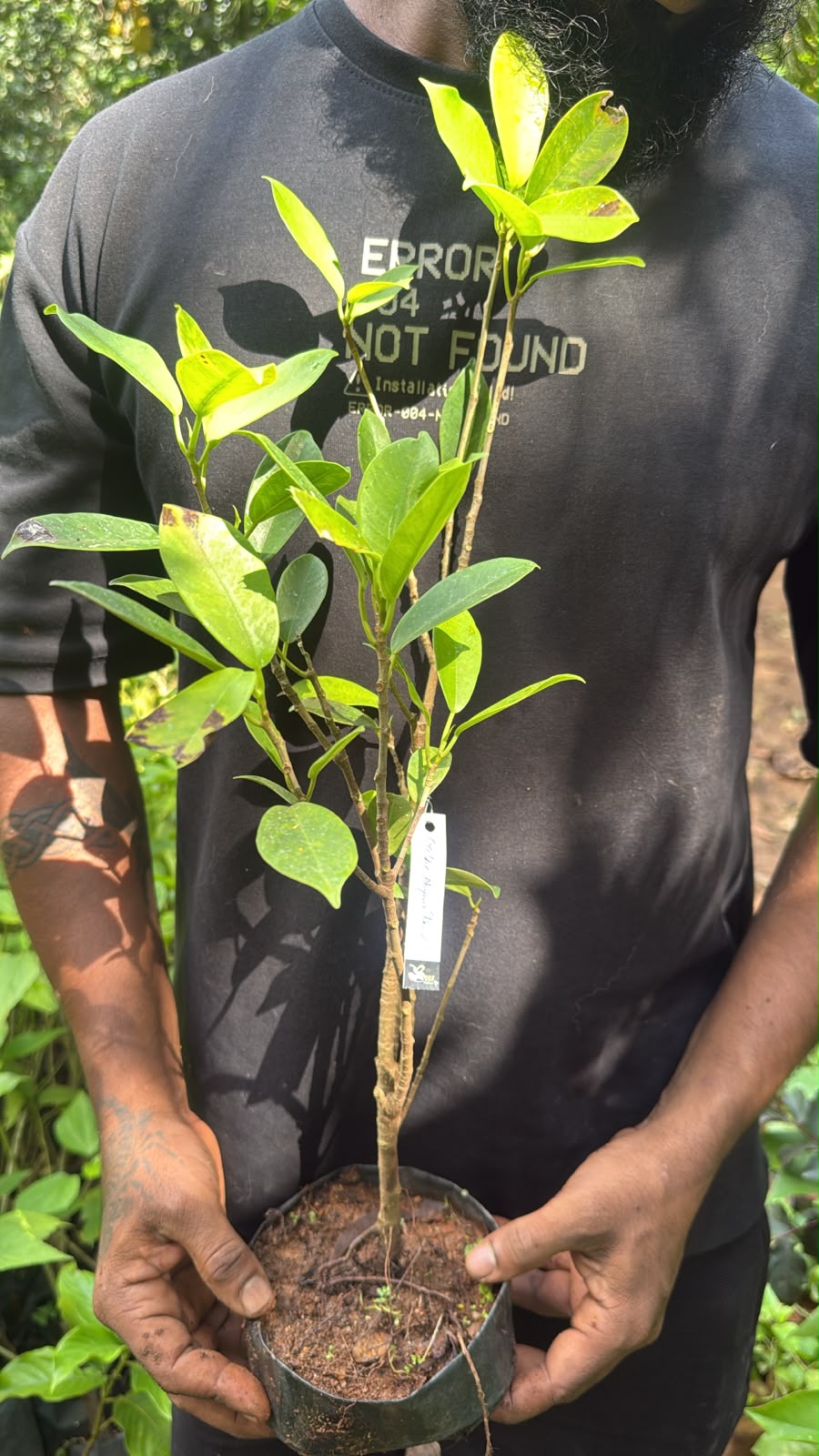 Bees Plant Hub Golden Ficus Panda Bonsai Tree  Live Plant