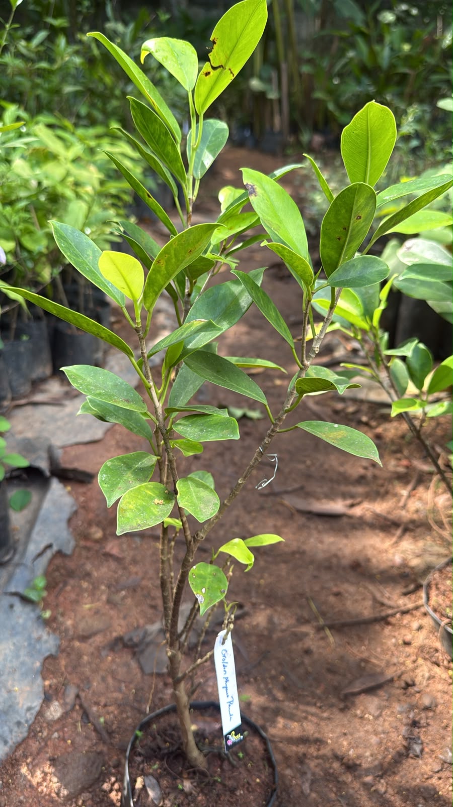 Bees Plant Hub Golden Ficus Panda Bonsai Tree  Live Plant