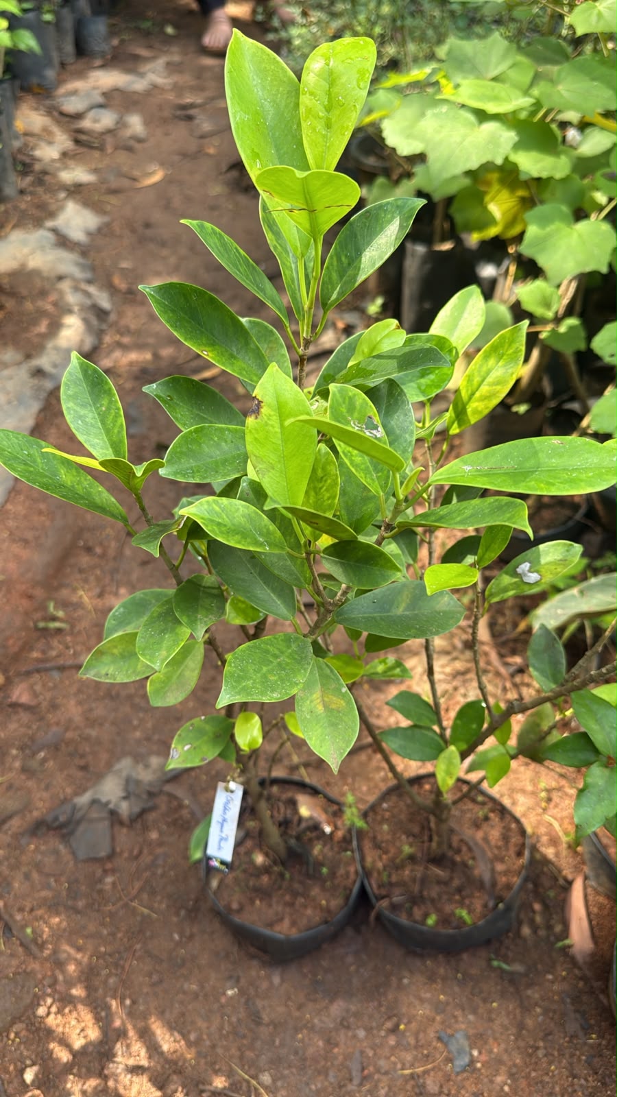 Bees Plant Hub Golden Ficus Panda Bonsai Tree  Live Plant