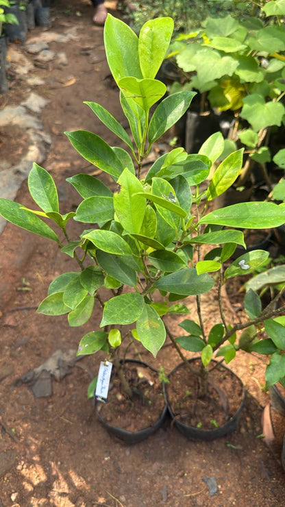 Bees Plant Hub Golden Ficus Panda Bonsai Tree  Live Plant