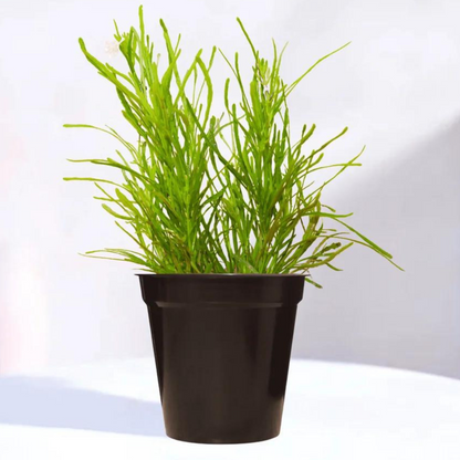 Bees Plant Hub Green bush | Indoor Plant