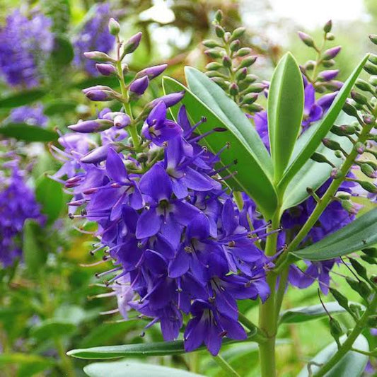 Bees Plant Hub Rare Hebe Speciosa Blue Flowering Live Plant