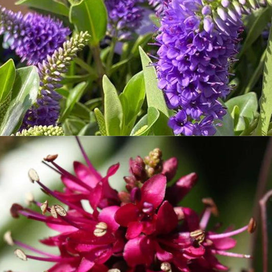 Bees Plant Hub Rare Hebe Speciosa Magenta and Blue Combo Flowering Live Plants