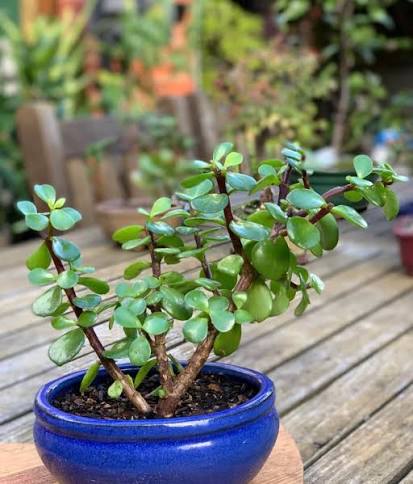 Bees Plant Hub Mini Jade | Indoor Plant