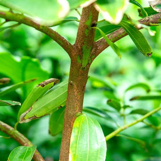 Bees Plant Hub Cinnamon / Karuvapattaa (Cinnamomum verum) Spice Plant