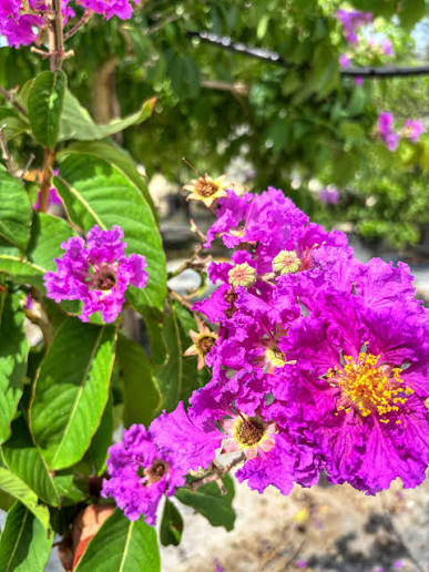 Bees Plant Hub Lagerstroemia Speciosa Purple (Pride of India) Live Plant