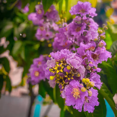 Bees Plant Hub Lagerstroemia Speciosa Purple (Pride of India) Live Plant