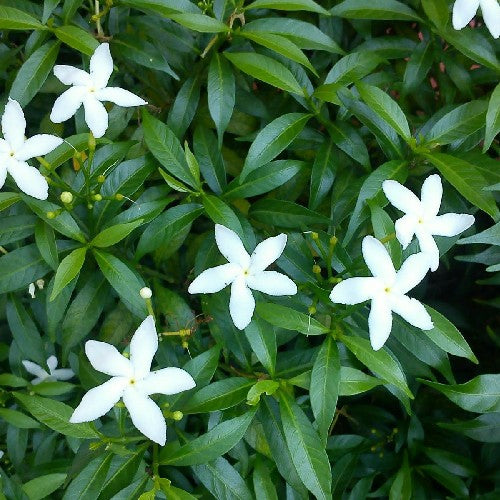 Bees Plant Hub Dwarf Pinwheel (Mini Nandyarvattam) Fragrant All Time Flowering Live Plant