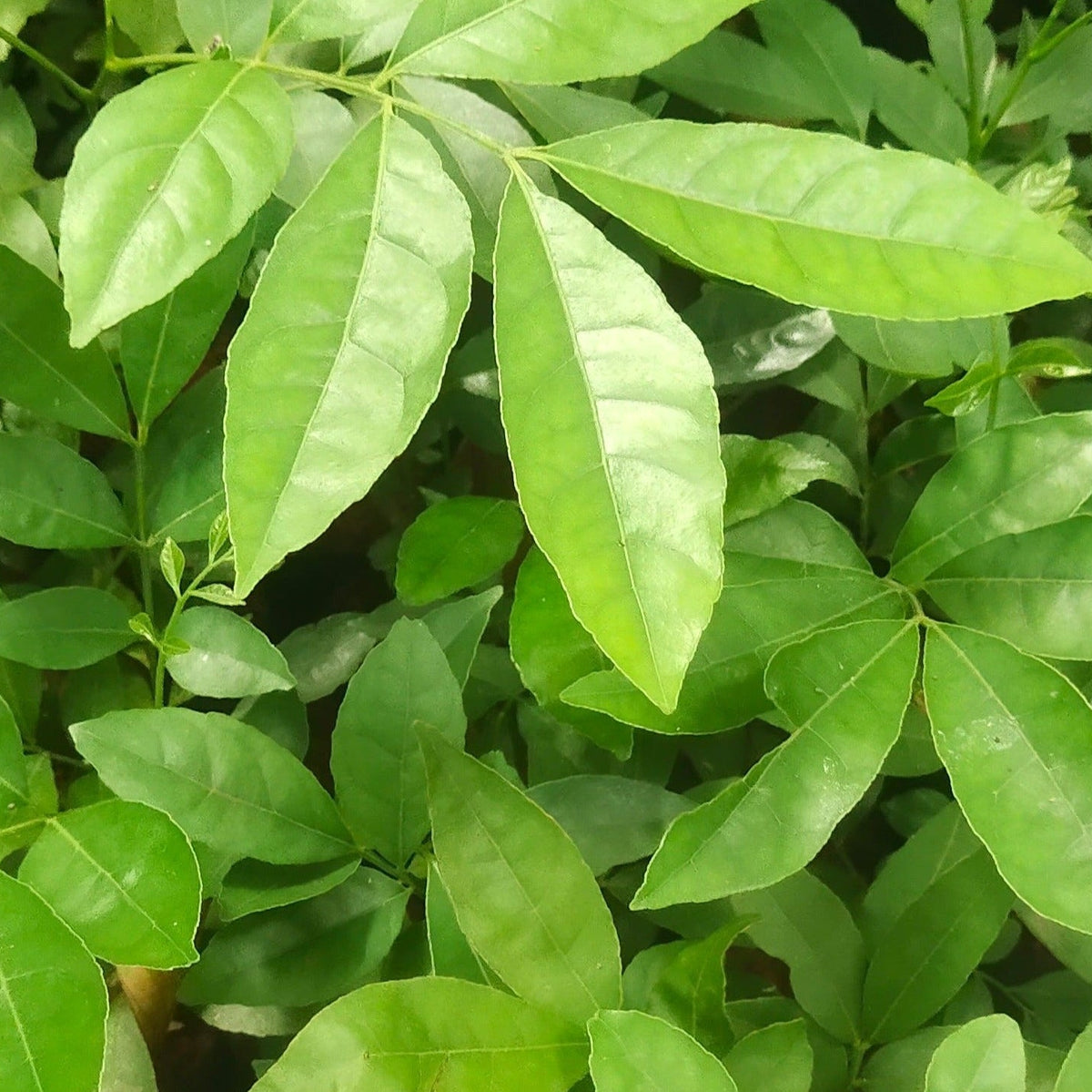 Bees Plant Hub Mouth Freshner Live Plant