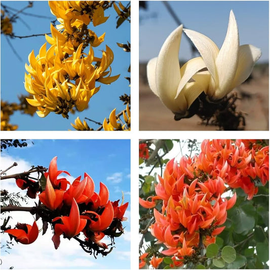 Bees Plant Hub Yellow, Red & White Palash Combo  Flowering Layered Live Plants