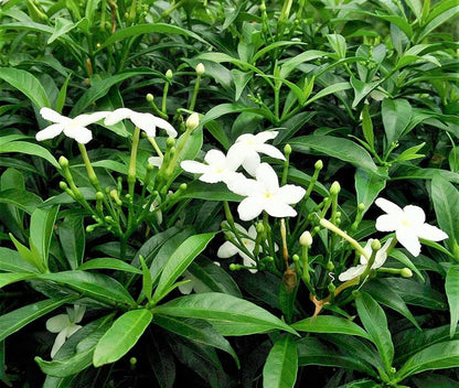 Bees Plant Hub Dwarf Pinwheel (Mini Nandyarvattam) Fragrant All Time Flowering Live Plant