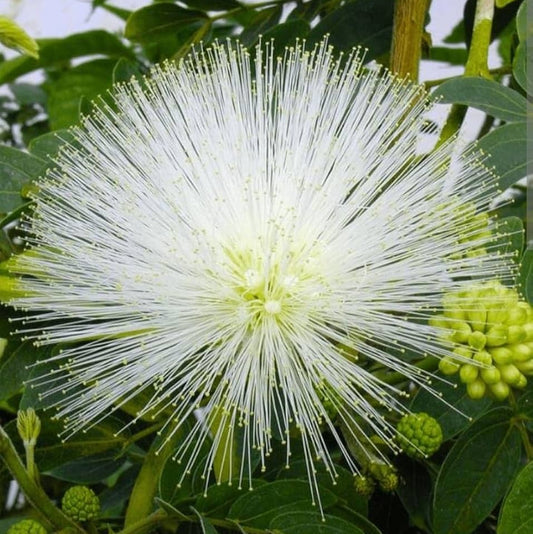 Bees Plant Hub White Powder Puff (Calliandra haematocephylla alba) Rare Flowering Live Plant