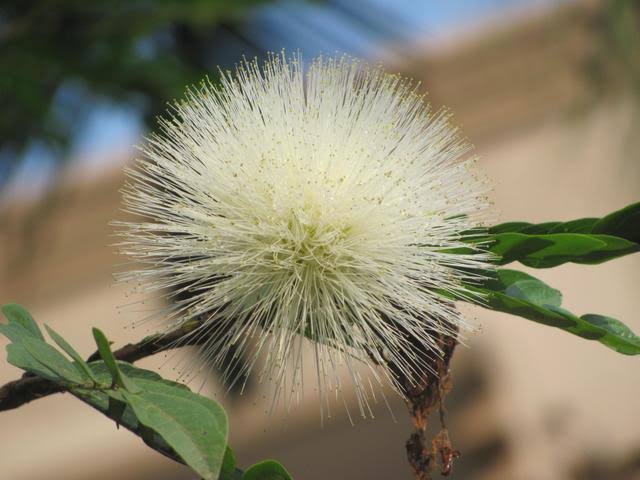 Bees Plant Hub White Powder Puff (Calliandra haematocephylla alba) Rare Flowering Live Plant