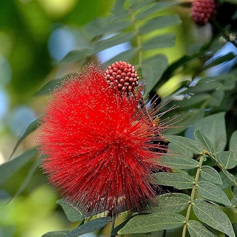 Bees Plant Hub Calliandra Red (Calliandra haematocephala) All Time Flowering Live Plant
