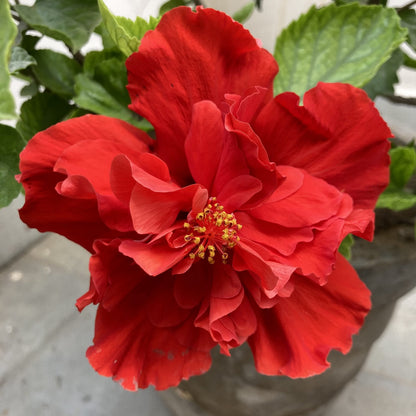 Bees Plant Hub Red Dragon Hibiscus All Time Flowering Live Plant with Flower