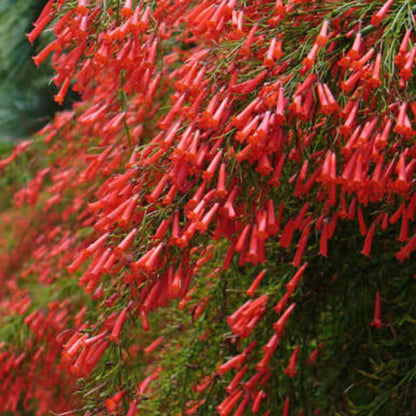 Bees Plant Hub Red Firecracker (Russelia equisetiformis) Flowering Live Plant