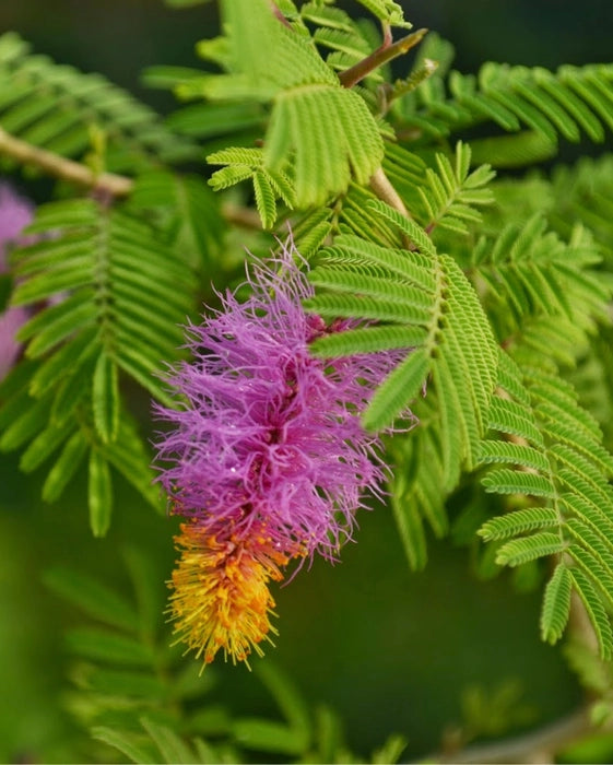 Bees Plant Hub Shami / Jand (Prosopis cineraria) All Time Flowering Live Plant