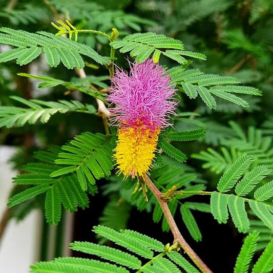 Bees Plant Hub Shami / Jand (Prosopis cineraria) All Time Flowering Live Plant