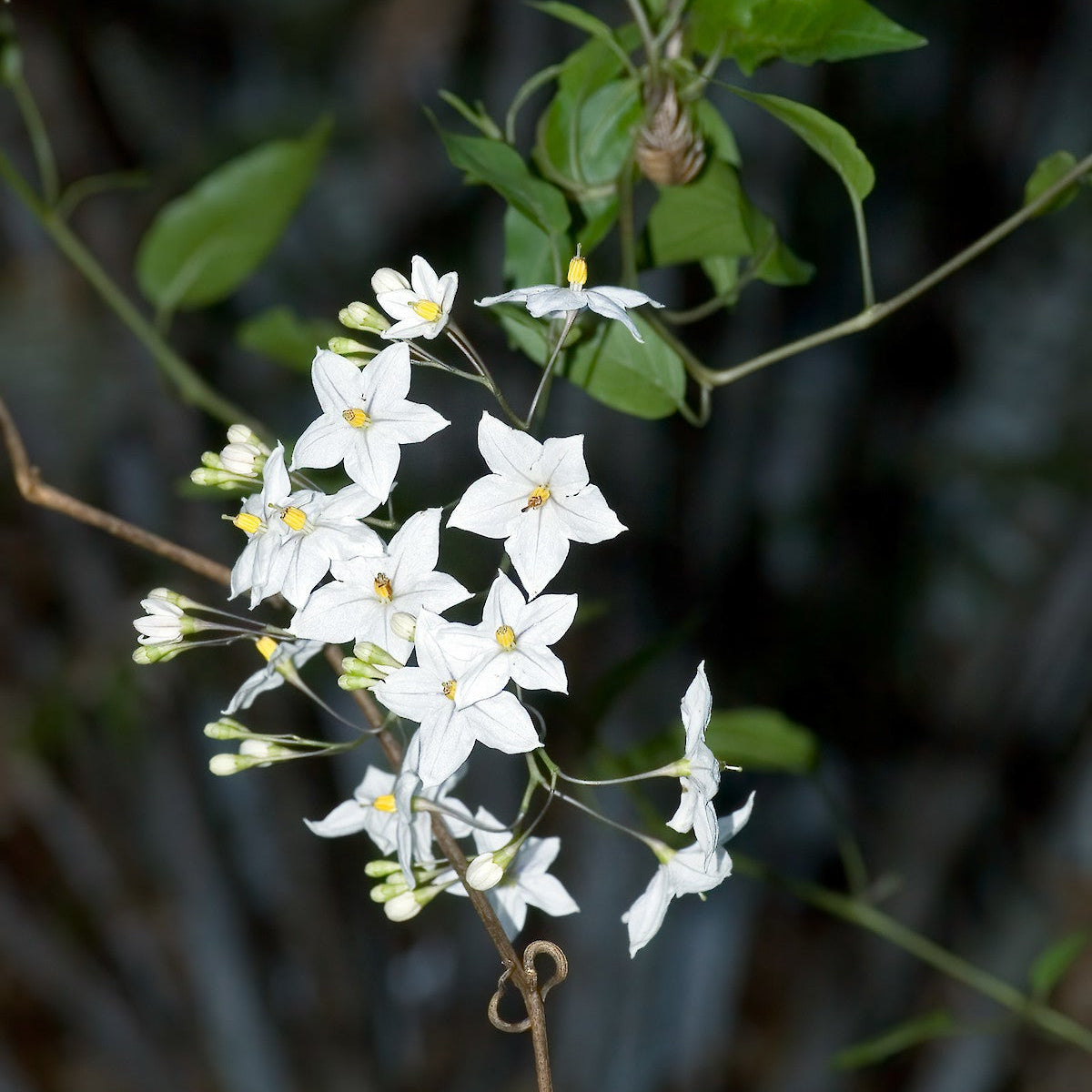 Bees Plant Hub Potato Vine (Solanum Laxum) Flowering Creeper Live Plant