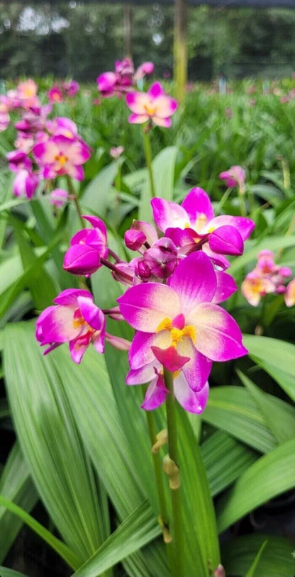 Bees Plant Hub Spathoglottis plicata White and Pink Ground Orchid