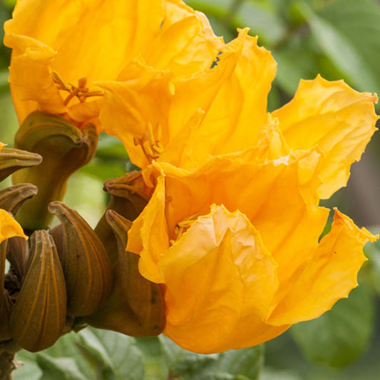 Bees Plant Hub Spathodea Campanulata Yellow (African tulip tree) Live Plant