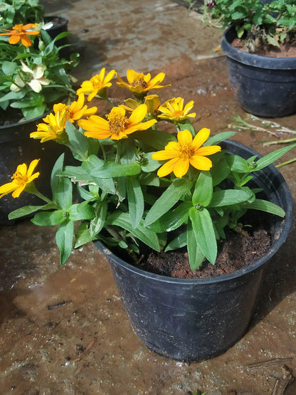 Bees Plant Hub Sweet William Flowering Live Plant