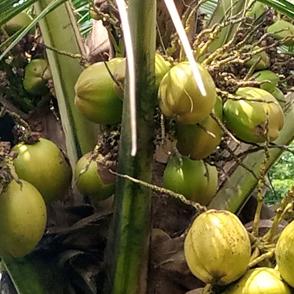 Bees Plant Hub Tall x Dwarf (T x D) Coconut Tree Plant