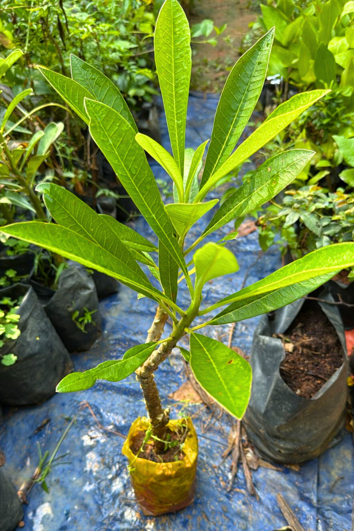 Bees Plant Hub Thailand Plumeria (Frangipani) All Time Flowering Live Plant