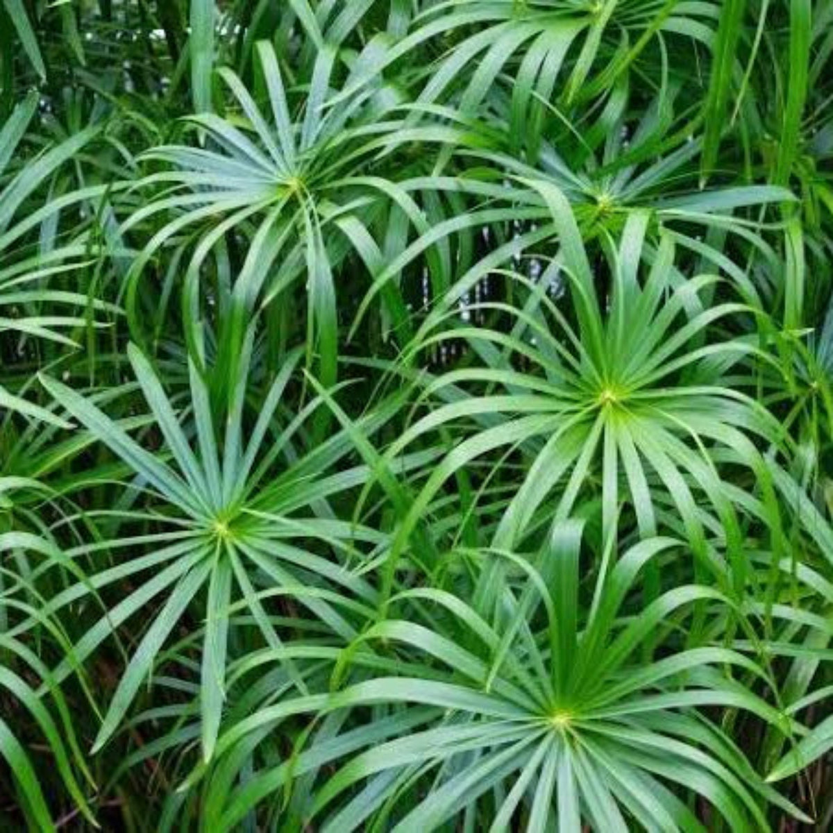 Bees Plant Hub Umbrella Palm (Cyperus alternifolius) Indoor / Outdoor Live Plant