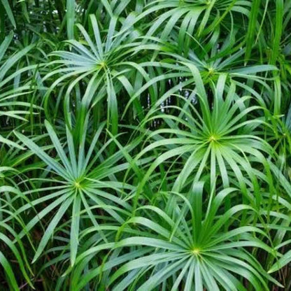 Bees Plant Hub Umbrella Palm (Cyperus alternifolius) Indoor / Outdoor Live Plant