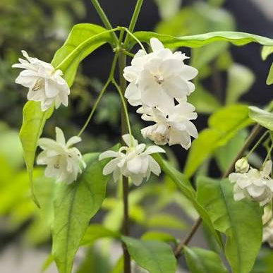 Bees Plant Hub Water Jasmine Double Petal Highly Fragrant Flowering Rare Live Plant - Variegated Leaves