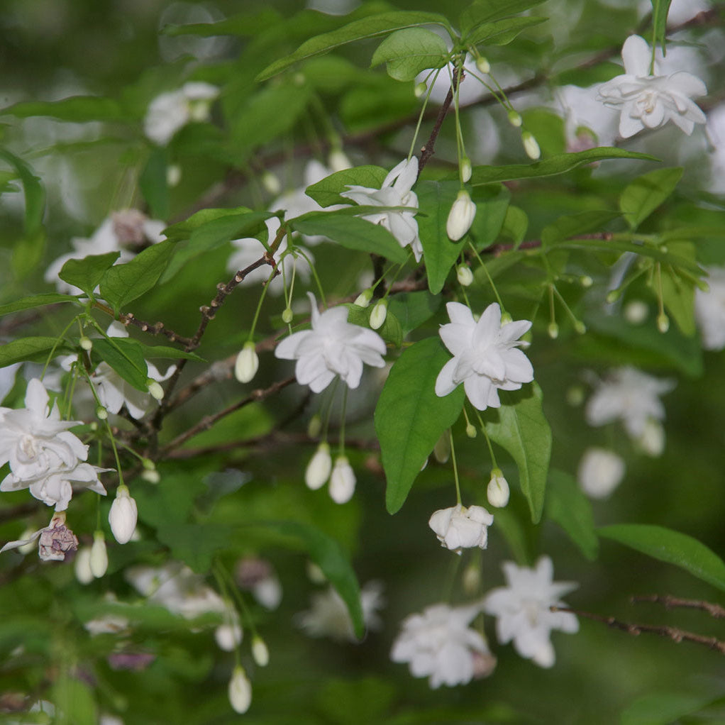 Bees Plant Hub Water Jasmine Double Petal Highly Fragrant Flowering Rare Live Plant - Variegated Leaves