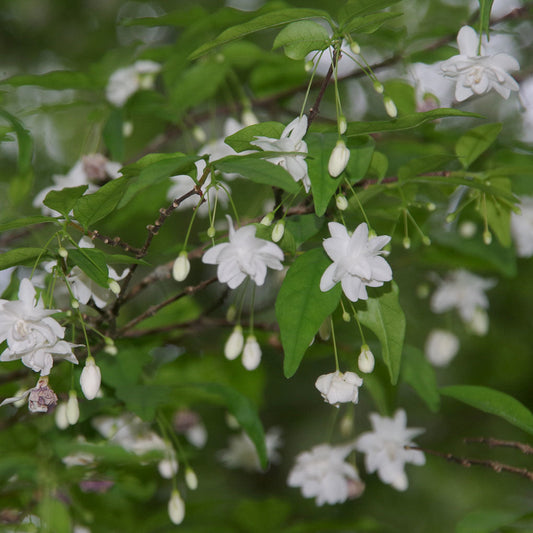 Bees Plant Hub Water Jasmine Double Petal Highly Fragrant Flowering Rare Live Plant - Variegated Leaves