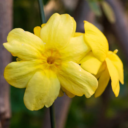 Bees Plant Hub Yellow Jasmine Fragrant Rare Flowering Creeper Live Plant