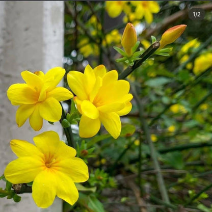 Bees Plant Hub Yellow Jasmine Fragrant Rare Flowering Creeper Live Plant