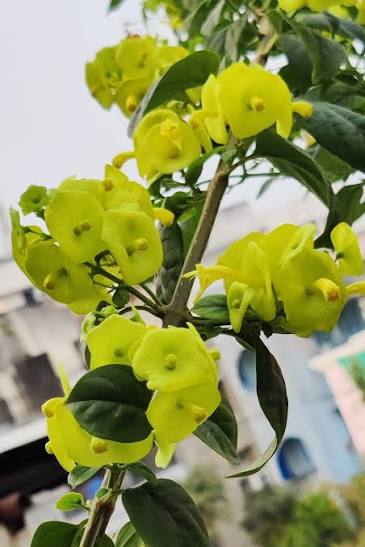 Bees Plant Hub Yellow Chinese Hat (Holmskioldia) All Time Flowering Live Plant