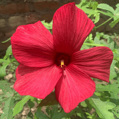 Bees Plant Hub Abutilon Red Big All Time Flowering Live Plant