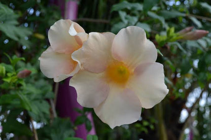 Bees Plant Hub Allamanda Biscuit All Time Flowering Live Plant
