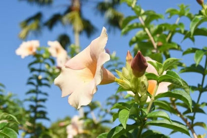 Bees Plant Hub Allamanda Biscuit All Time Flowering Live Plant