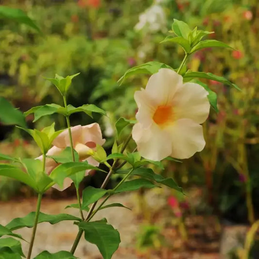 Bees Plant Hub Allamanda Biscuit All Time Flowering Live Plant