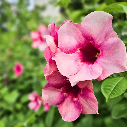 Bees Plant Hub Allamanda Blanchetii Pink All Time Flowering Live Plant