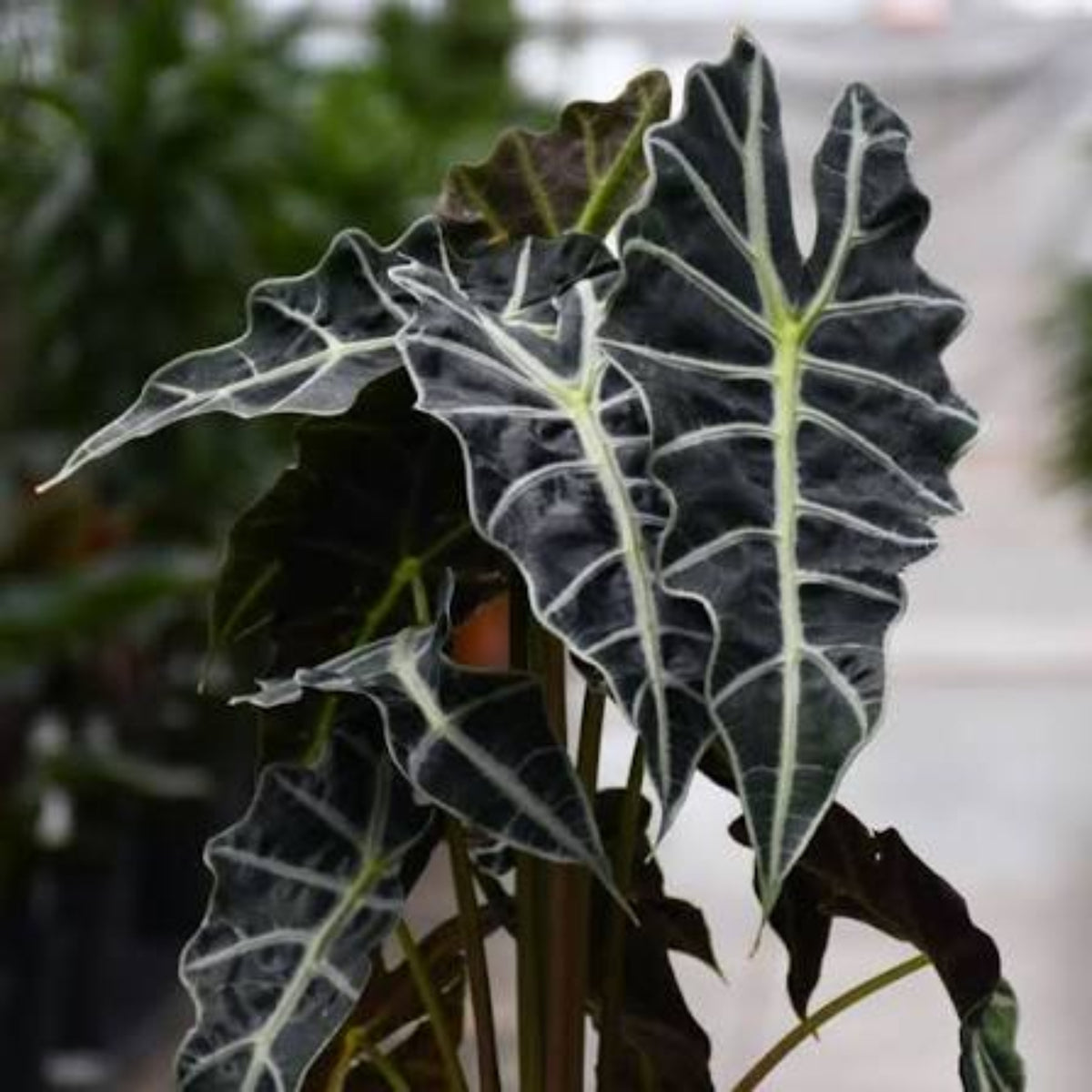 Bees Plant Hub Alocasia Amazonica (Elephant's ear) Indoor / Outdoor Live Plant