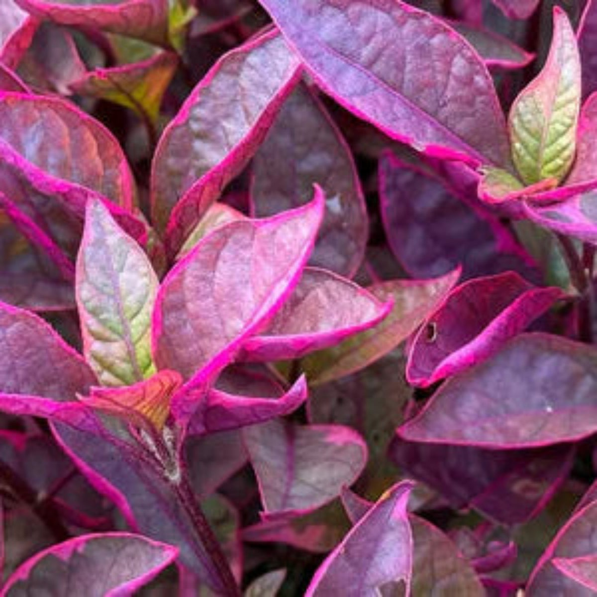 Bees Plant Hub Alternanthera | Indoor Plant