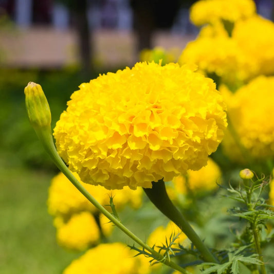 Bees Plant Hub Yellow Marigold (Tagetes erecta) All Time Flowering Live Plant