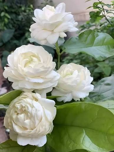 Bees Plant Hub Arabian Jasmine / Gundu Malli (Jasminum sambac) Highly Fragrant Flowering Live Plant